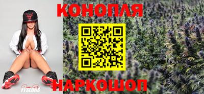 сатива Новозыбков